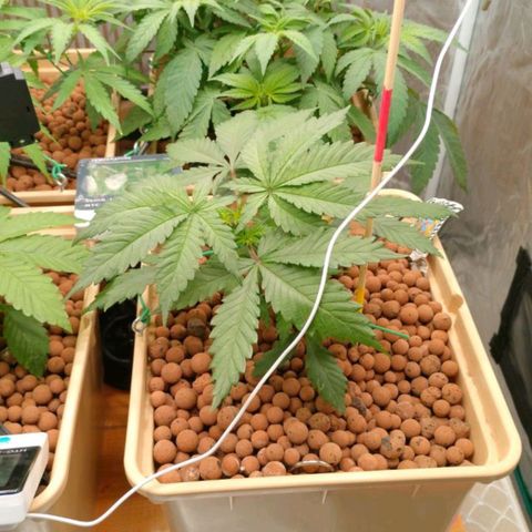 Amnesia Haze growlog timeline photo