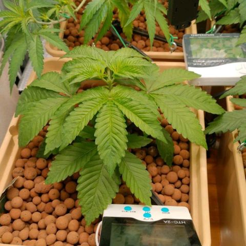 Watermelon Zkittlez growlog photo: Topping 