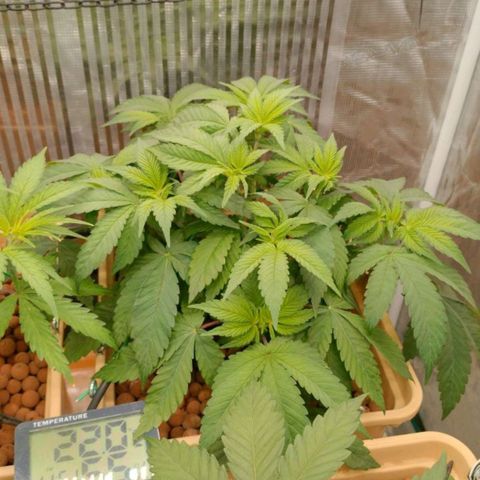 Skunk XL growlog photo: Piccola defogliazione 