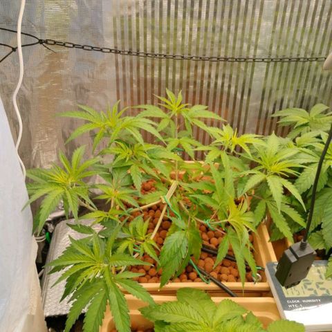 Blackberry Cake growlog timeline photo
