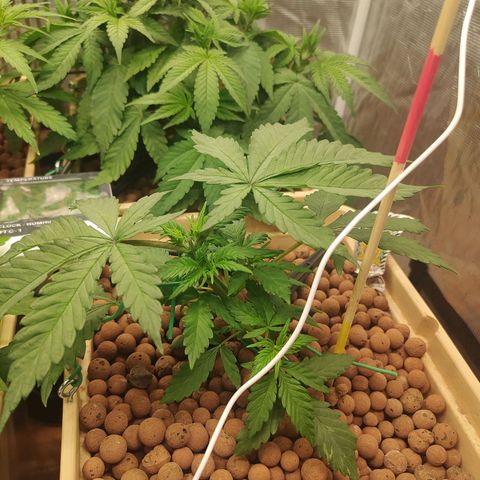 Amnesia Haze growlog timeline photo