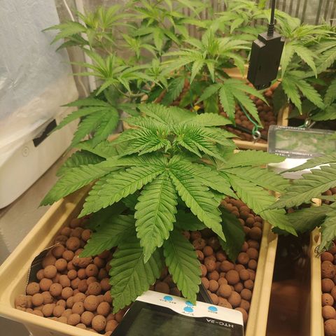 Watermelon Zkittlez growlog timeline photo