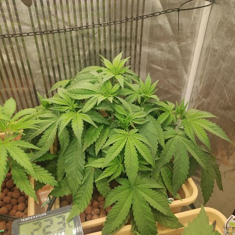 Skunk XL growlog timeline photo