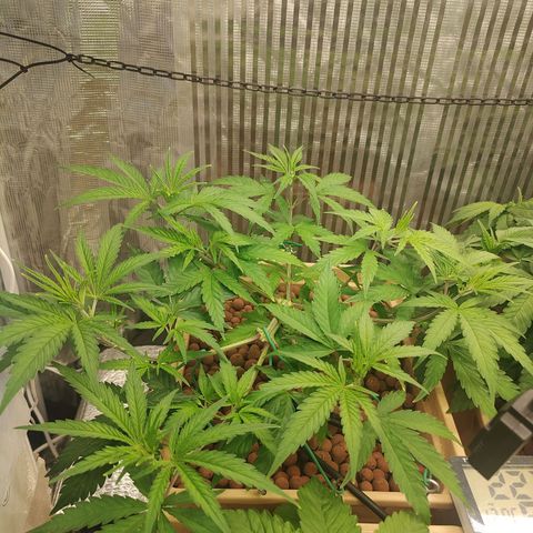 Blackberry Cake growlog timeline photo