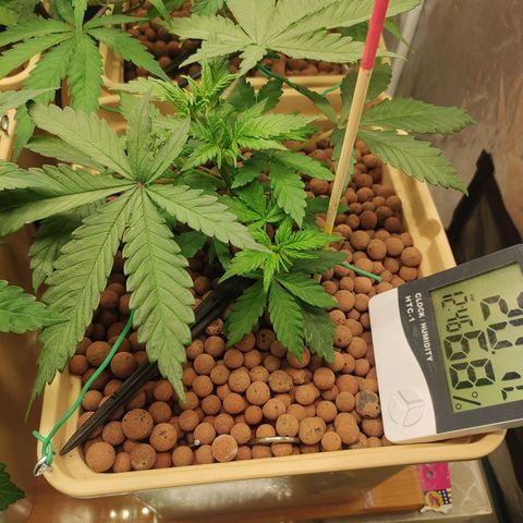 Amnesia Haze growlog timeline photo