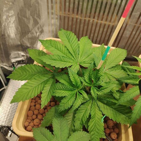 Watermelon Zkittlez growlog photo: Super cropping