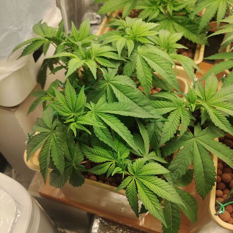 Skunk XL growlog photo: Defogliazione 