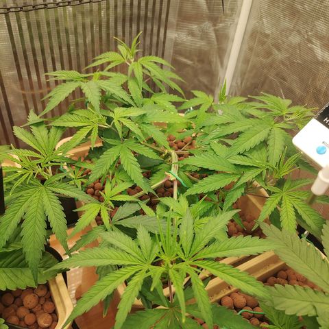 Blackberry Cake growlog photo: Defogliazione+ lst