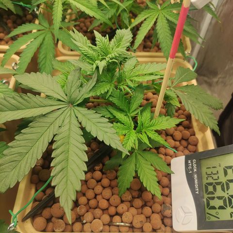 Amnesia Haze growlog photo: Defogliazione 