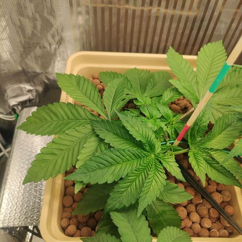 Watermelon Zkittlez growlog timeline photo