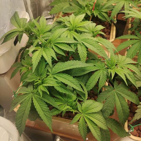 Skunk XL growlog timeline photo