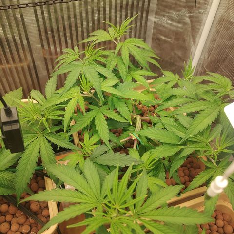 Blackberry Cake growlog timeline photo