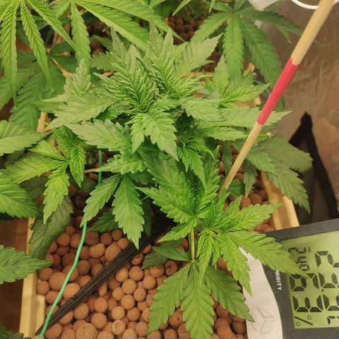 Amnesia Haze growlog timeline photo