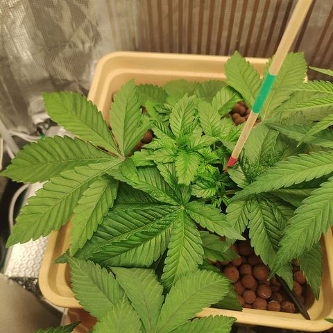 Watermelon Zkittlez growlog timeline photo