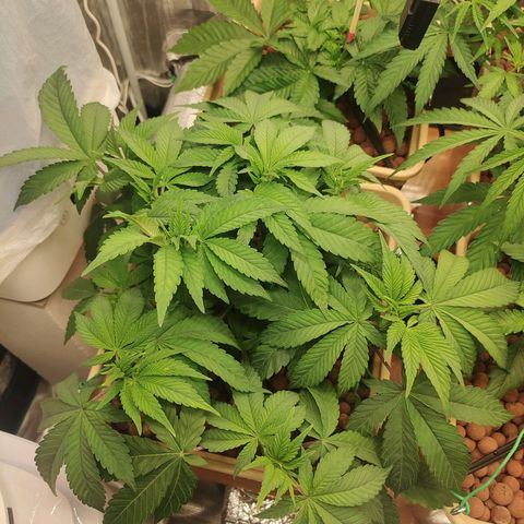 Skunk XL growlog timeline photo
