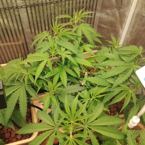 Blackberry Cake growlog timeline photo