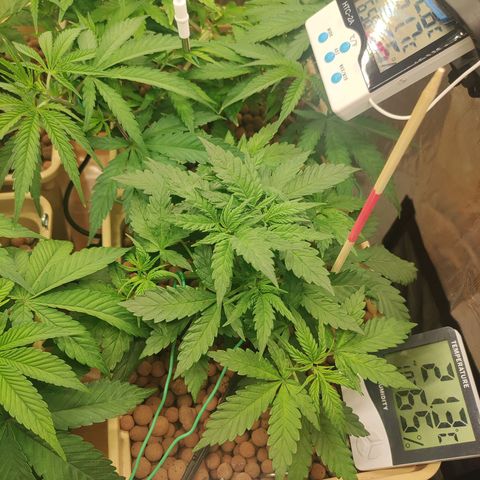 Amnesia Haze growlog timeline photo