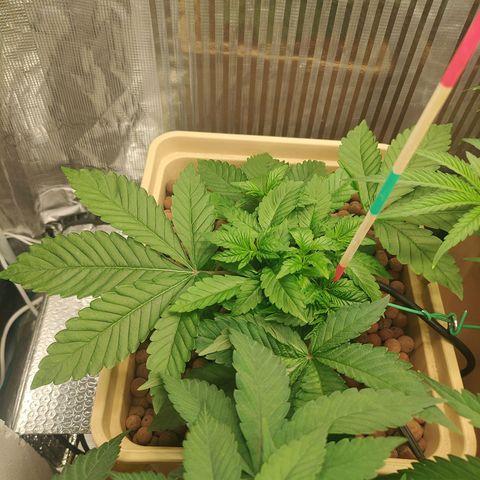 Watermelon Zkittlez growlog timeline photo
