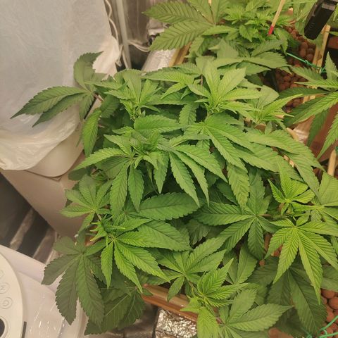 Skunk XL growlog timeline photo