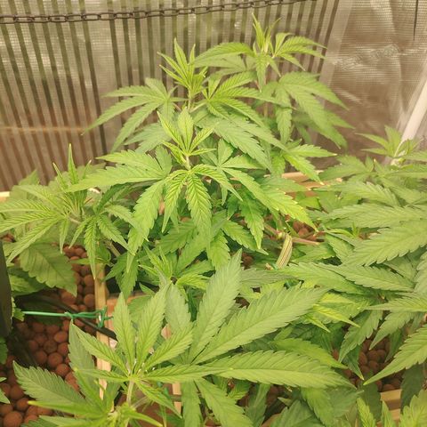 Blackberry Cake growlog timeline photo