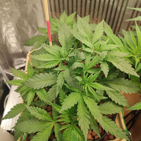 Amnesia Haze growlog timeline photo