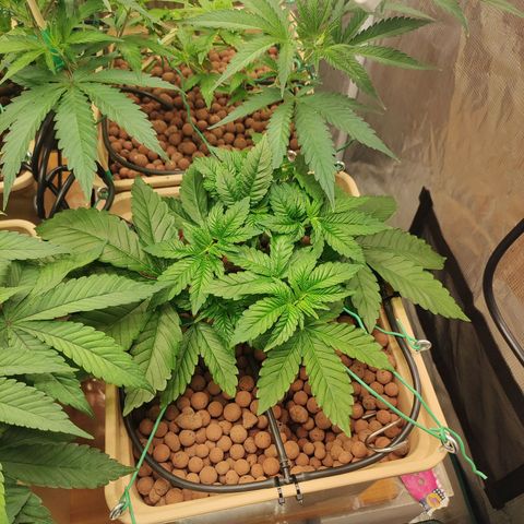 Watermelon Zkittlez growlog timeline photo