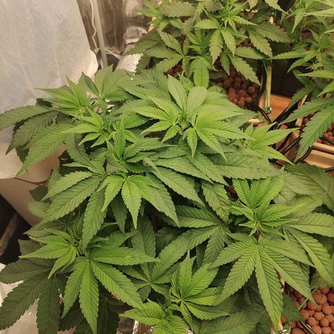 Skunk XL growlog timeline photo