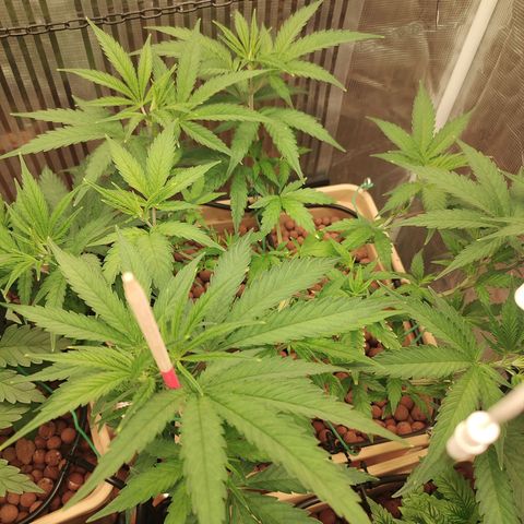 Blackberry Cake growlog timeline photo