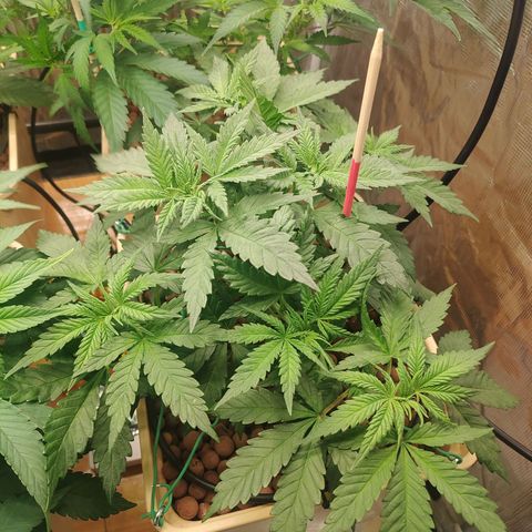 Amnesia Haze growlog timeline photo