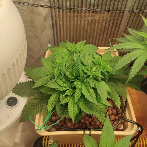 Watermelon Zkittlez growlog timeline photo