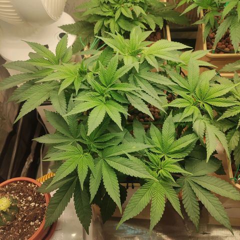 Skunk XL growlog timeline photo