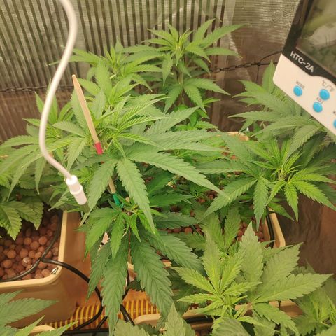 Blackberry Cake growlog timeline photo