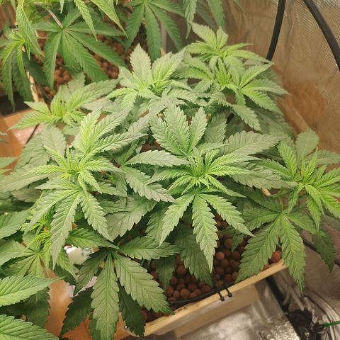Amnesia Haze growlog timeline photo