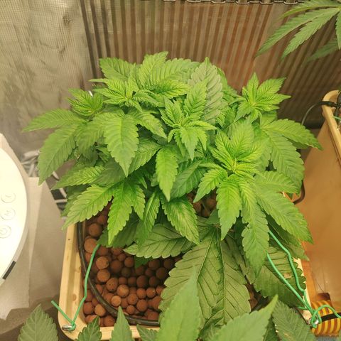 Watermelon Zkittlez growlog timeline photo