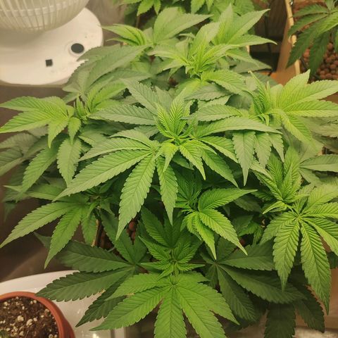 Skunk XL growlog timeline photo