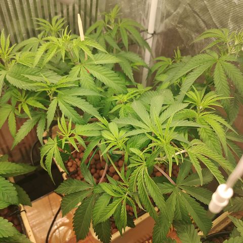 Blackberry Cake growlog timeline photo