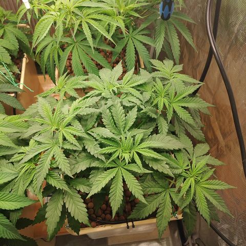 Amnesia Haze growlog timeline photo