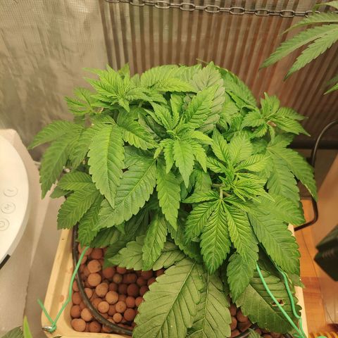 Watermelon Zkittlez growlog timeline photo