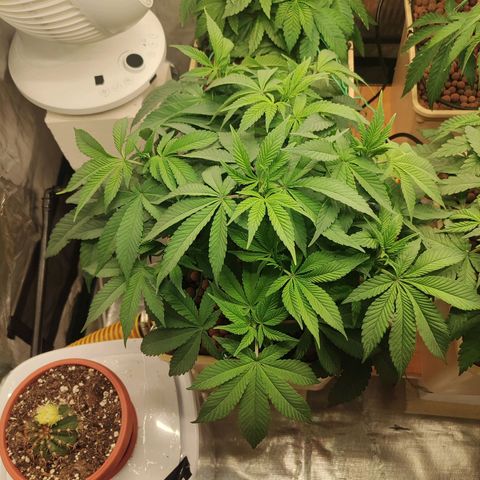 Skunk XL growlog timeline photo