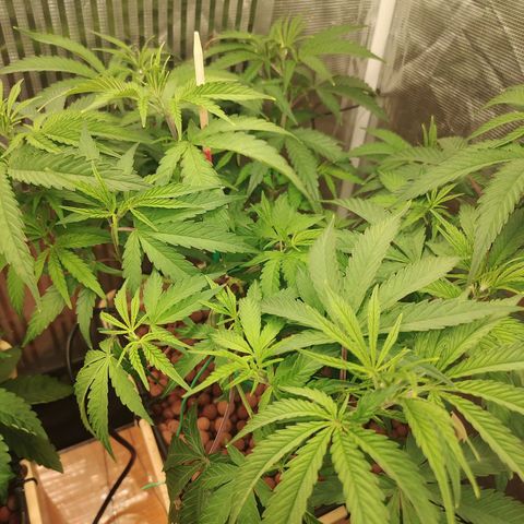 Blackberry Cake growlog timeline photo