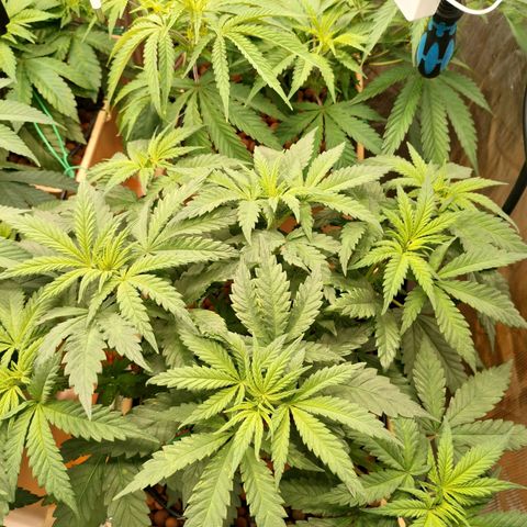 Amnesia Haze growlog timeline photo