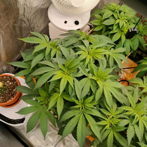 Skunk XL growlog timeline photo