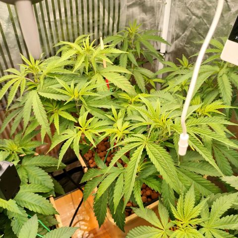 Blackberry Cake growlog timeline photo