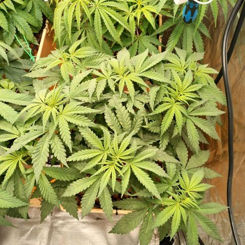 Amnesia Haze growlog timeline photo