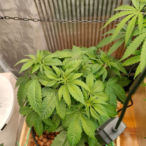 Watermelon Zkittlez growlog timeline photo