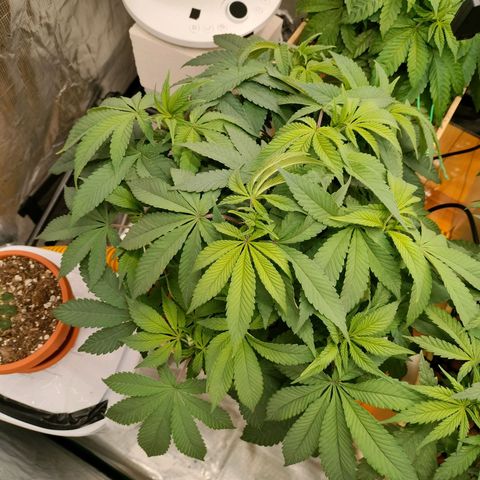 Skunk XL growlog timeline photo