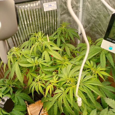 Blackberry Cake growlog timeline photo
