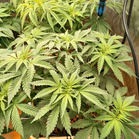 Amnesia Haze growlog timeline photo