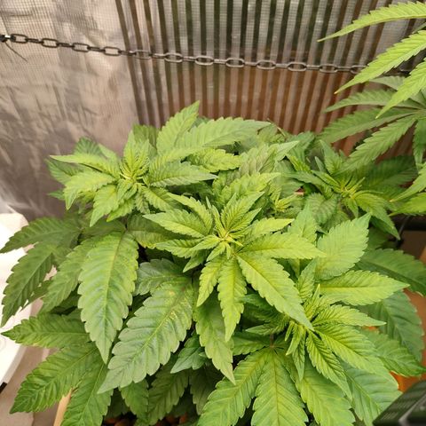 Watermelon Zkittlez growlog timeline photo