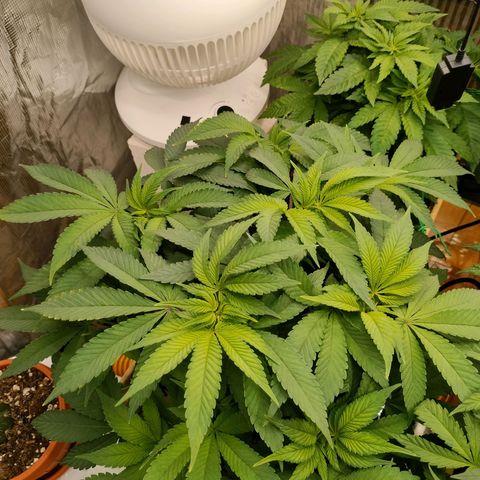 Skunk XL growlog photo: Comparsa punte gialle laterali
